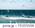 Many seagulls hover in the blue bright sky. Skyline background 75355506