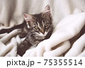 Funny gray tabby cute kitten with beautiful big eyes on soft, fluffy light blanket 75355514