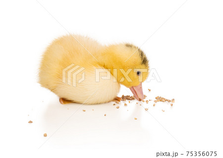 yellow duckling eats feed 75356075