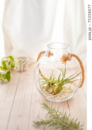 室内で育成中のエアープランツ　チランジア 75356077