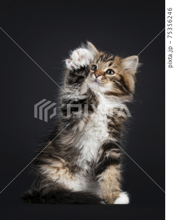 Siberian kitten on black background 75356246