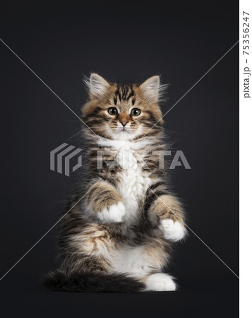 Siberian kitten on black background 75356247
