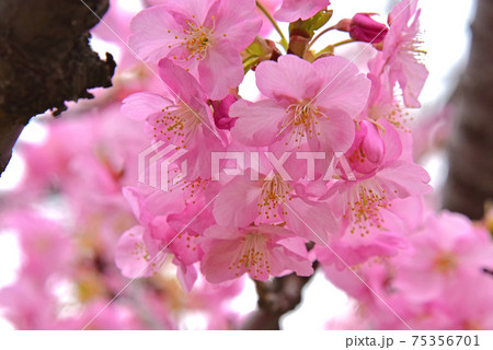 桜 桜 75356701