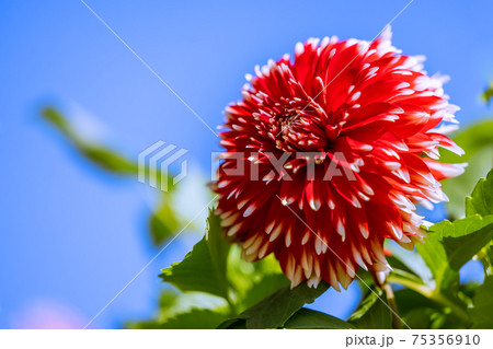ダリアの花 ダリアの花 75356910