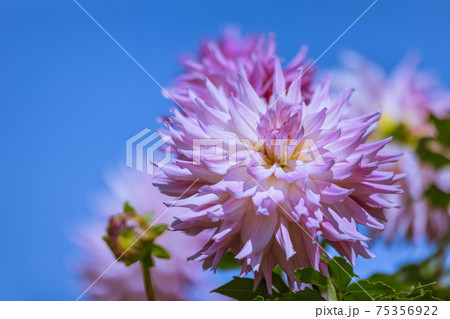 ダリアの花 ダリアの花 75356922