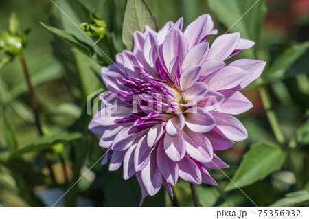 ダリアの花 75356932