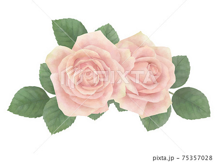 ピンクのバラのイラストaのイラスト素材