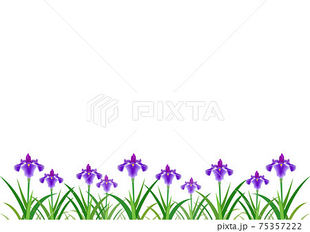 イラスト素材 背景 菖蒲の花 こどもの日 端午の節句 複数本のイラスト素材