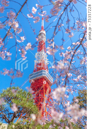 「東京都」東京タワーと桜 「東京都」東京タワーと桜 75357228