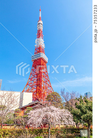 「東京都」東京タワーと桜 「東京都」東京タワーと桜 75357233