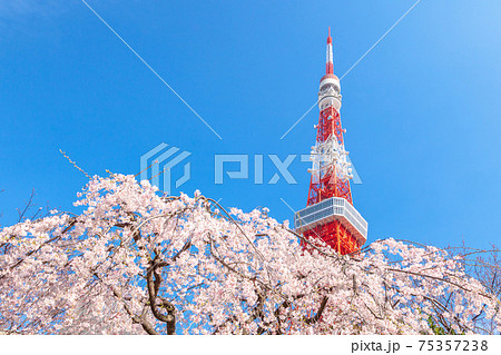 「東京都」東京タワーと桜 「東京都」東京タワーと桜 75357238