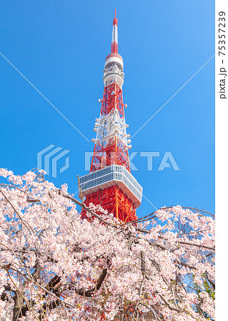「東京都」東京タワーと桜 「東京都」東京タワーと桜 75357239