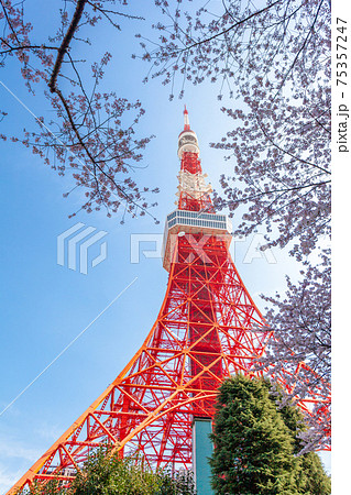 「東京都」東京タワーと桜 「東京都」東京タワーと桜 75357247