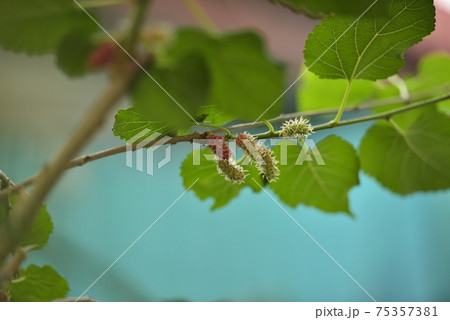 Organic red green mulberry fruits on tree Organic red green mulberry fruits on tree 75357381