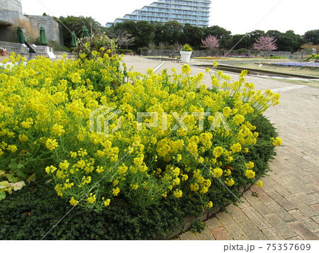 満開のナバナの黄色い花 満開のナバナの黄色い花 75357609