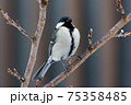 シジュウカラ シジュウカラ 75358485