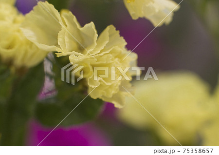 黄色いスターチスのクローズアップ写真です学名はLimonium sinuatumです。 75358657