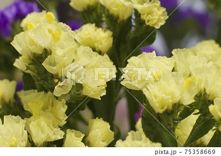 黄色いスターチスのクローズアップ写真です学名はLimonium sinuatumです。 黄色いスターチスのクローズアップ写真です学名はLimonium sinuatumです。 75358669