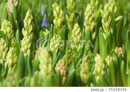 Early spring hyacinth and crocuses green background. Flowers ready to bloom. Selective focus. Growing flowers for sale, gardening, small business, spring concept. 75358745