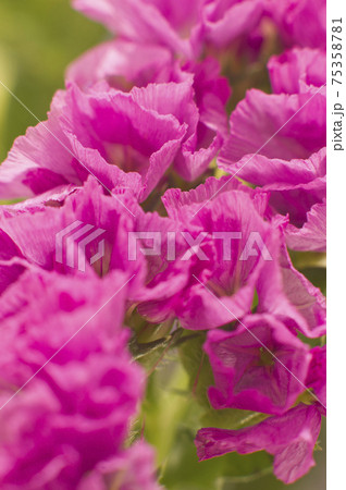ピンク色のスターチスのクローズアップ写真です学名はLimonium sinuatumです。 ピンク色のスターチスのクローズアップ写真です学名はLimonium sinuatumです。 75358781