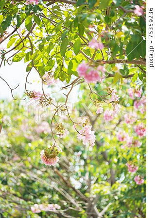 タイの桜「チョンプー・パンティップ(Chompoo Pantip、ชมพูพันธุ์ทิพย์)」 タイの桜「チョンプー・パンティップ(Chompoo Pantip、ชมพูพันธุ์ทิพย์)」 75359236