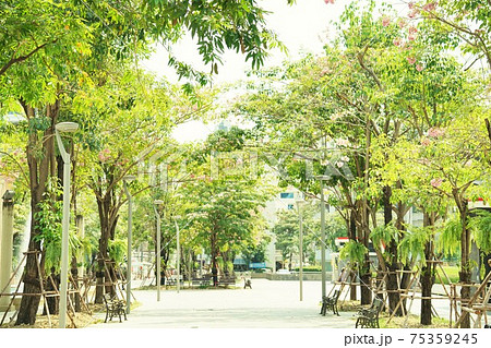 Chompoo Pantip tree in Srinakharinwirot University 75359245