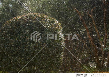 blurred background - sudden snowfall in the park, bushes and trees are guessed in the background blurred background - sudden snowfall in the park, bushes and trees are guessed in the background 75359270