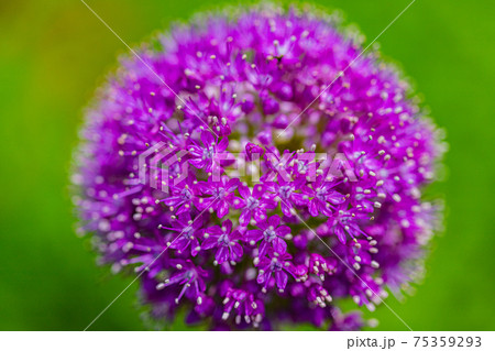 紫のぼんぼんの花 アリウム ギガンチウム の写真素材