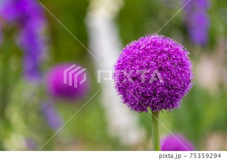 紫のぼんぼんの花 アリウム ギガンチウム の写真素材