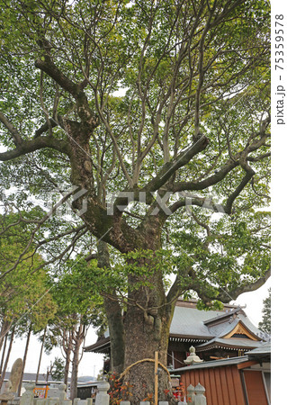 西宮八幡宮 75359578