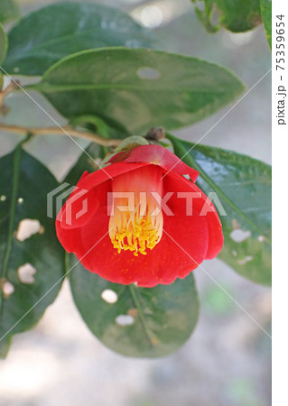 笠山、椿群生群 笠山、椿群生群 75359654