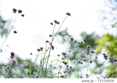 Purple Flower in Sky Background(空背景、紫色の花) Purple Flower in Sky Background(空背景、紫色の花) 75359936