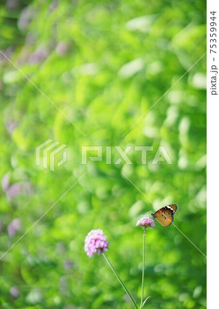 Purple Flower and Butterfly in Public Park, angkok Purple Flower and Butterfly in Public Park, angkok 75359944