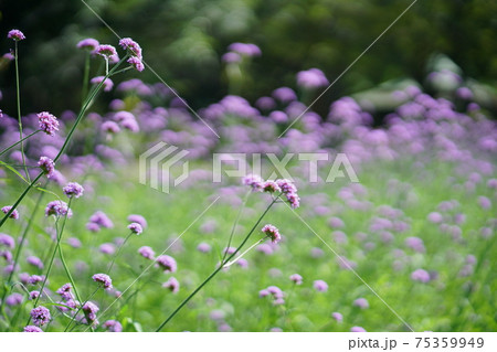 Purple Flower(紫色の花) Purple Flower(紫色の花) 75359949