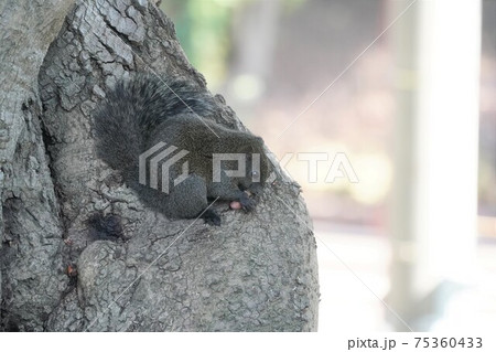 ドングリを食べるタイワンリスの写真素材