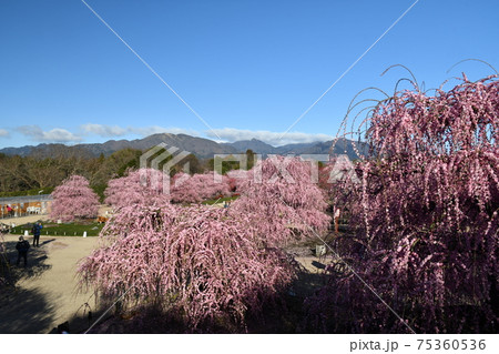 しだれ梅と青空 しだれ梅と青空 75360536