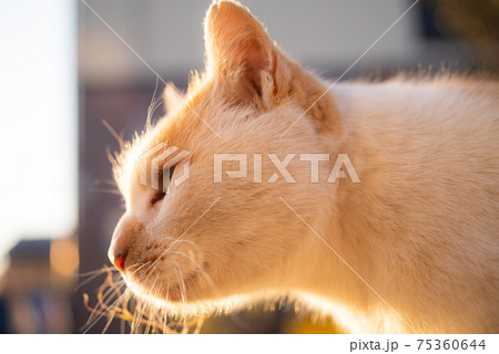 見つめる猫　茶白猫 75360644