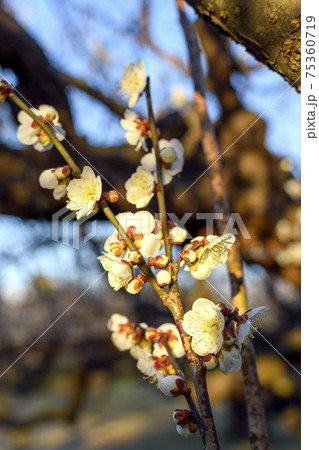 朝日が射す梅の花 75360719