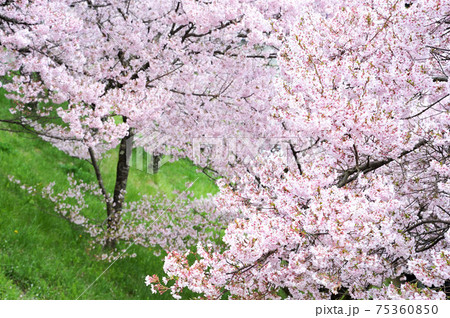 満開のコヒガンザクラ 満開のコヒガンザクラ 75360850