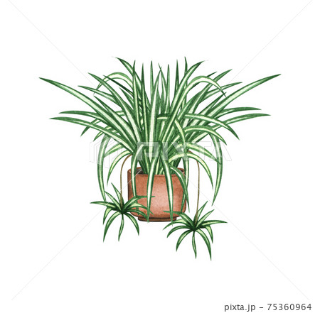 Plant, in the pot, isolated... - Stock Illustration [75360964] - PIXTA