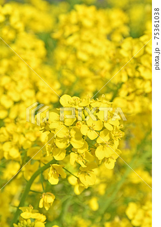 植物：菜の花　アブラナ科 75361038