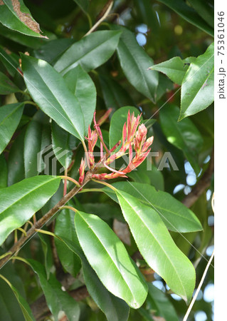 樹木:カナメモチ バラ科 樹木:カナメモチ バラ科 75361046