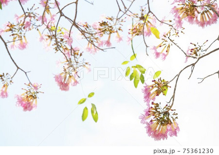Chompoo Pantip（Tabebuia rosea, Pink Trumpet tree） 75361230