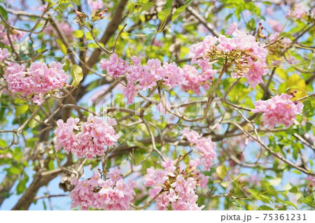 Chompoo Pantip（Tabebuia rosea, Pink Trumpet tree） 75361231