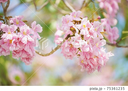 Chompoo Pantip（Tabebuia rosea, Pink Trumpet tree） 75361235