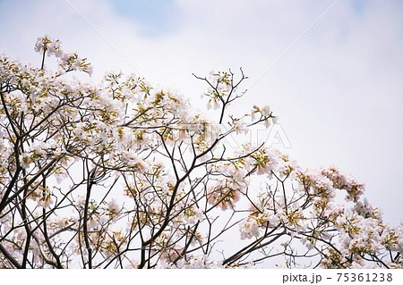 Chompoo Pantip in Thailand（タイの桜「チョンプー・パンティップ」） 75361238
