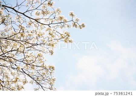 Thai Sakura, Chompoo Pantip（チョンプー・パンティップ） 75361241