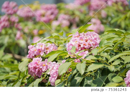 タイの桜「チョンプー・パンティップ（Chompoo Pantip、Tabebuia rosea）」 75361243