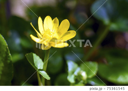 春の光りを浴びながら咲くリュウキンカ 75361545