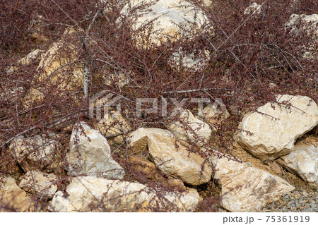 島 大阜島 木 75361919